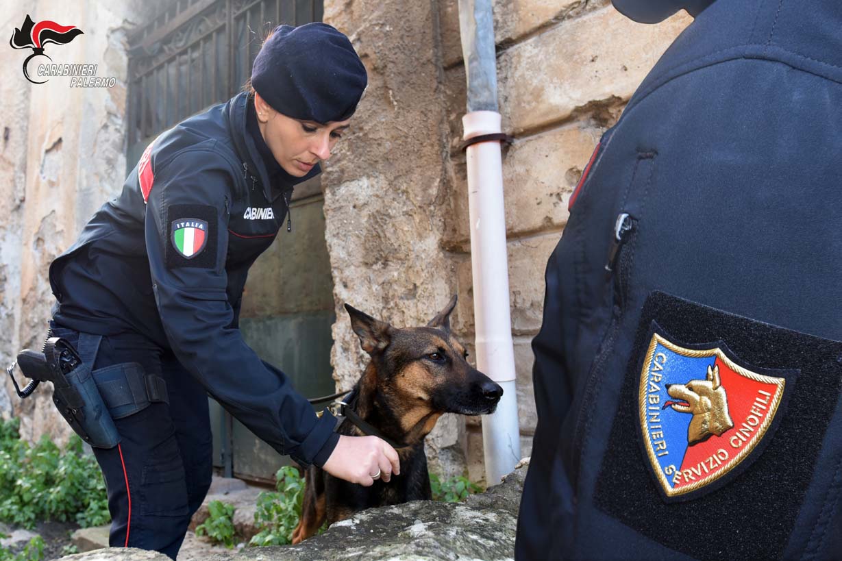 Palermo: piantagione indoor di marijuana due arresti&hellip;