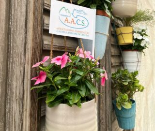Castellammare, 2° edizione di “Seminiamo bellezza”: gli albergatori adornano gli accessi delle attività con piante e fiori