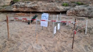 Cinisi, esemplare di tartaruga Caretta Caretta depone uova nell’arenile di Torre Pozzillo