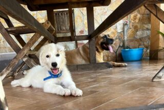 Terrasini, l’assessore Eva Deak ringrazia i volontari dell’Enpa che quotidianamente si occupano del benessere degli animali