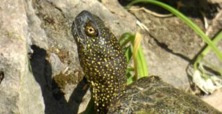 Mercato illegale di fauna selvatica nel quartiere palermitano di Ballarò: sequestrate rarissime tartarughe e avifauna protetta