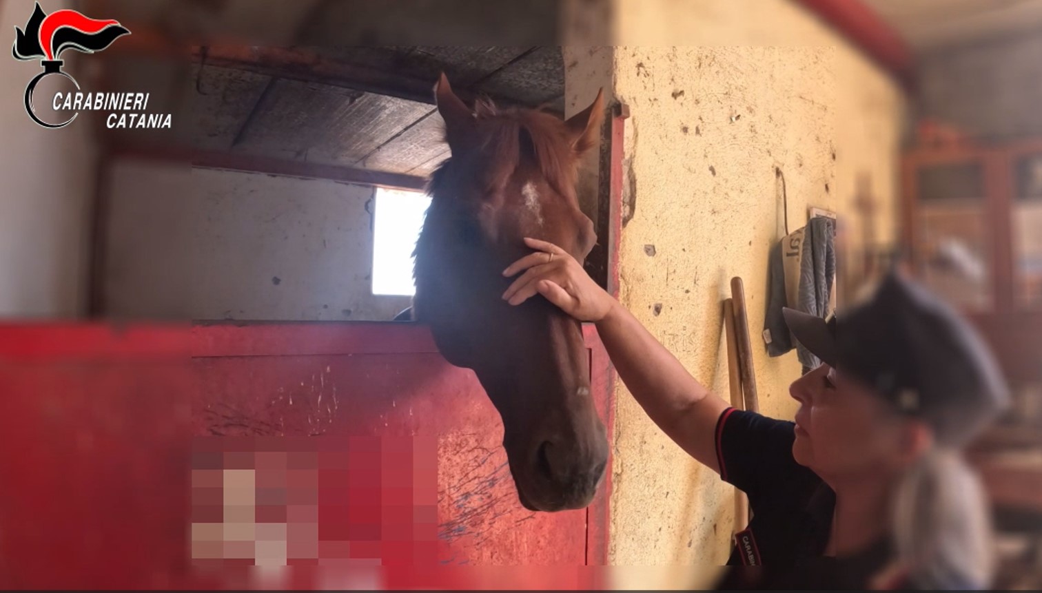 Competizioni clandestine tra cavalli: sequestro preventivo e indagini su due “scuderie” etnee