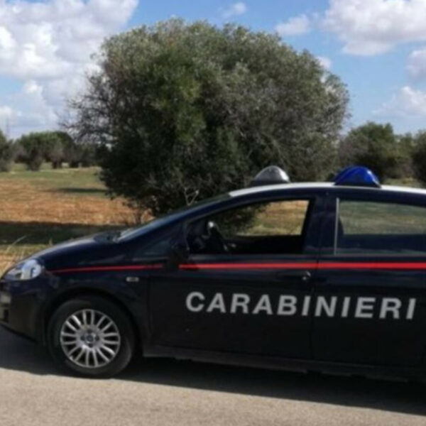 Castelvetrano: furti di olive, denunciati due stranieri