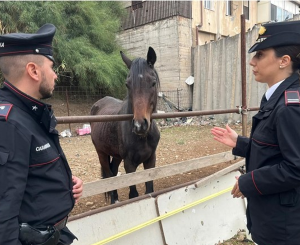 Catania, due cavalli malnutriti e detenuti in&hellip;