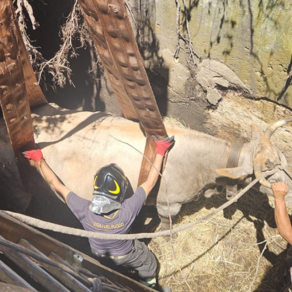 Noto, bovino cade in una cisterna: salvato&hellip;