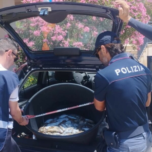 Sequestrati 40 kg di seppie senza tracciabilità:&hellip;