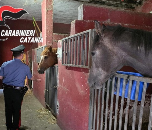 Catania, stalla abusiva scoperta a San Cristoforo:&hellip;