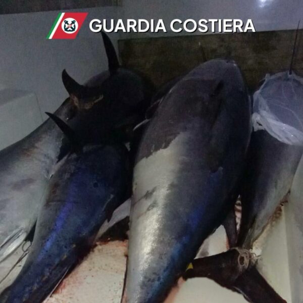 San Vito lo Capo, sequestrati 8 quintali&hellip;