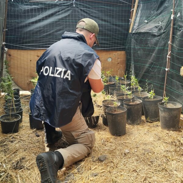 Lentini, sequestrate 51 piante di marijuana “skunk”:&hellip;