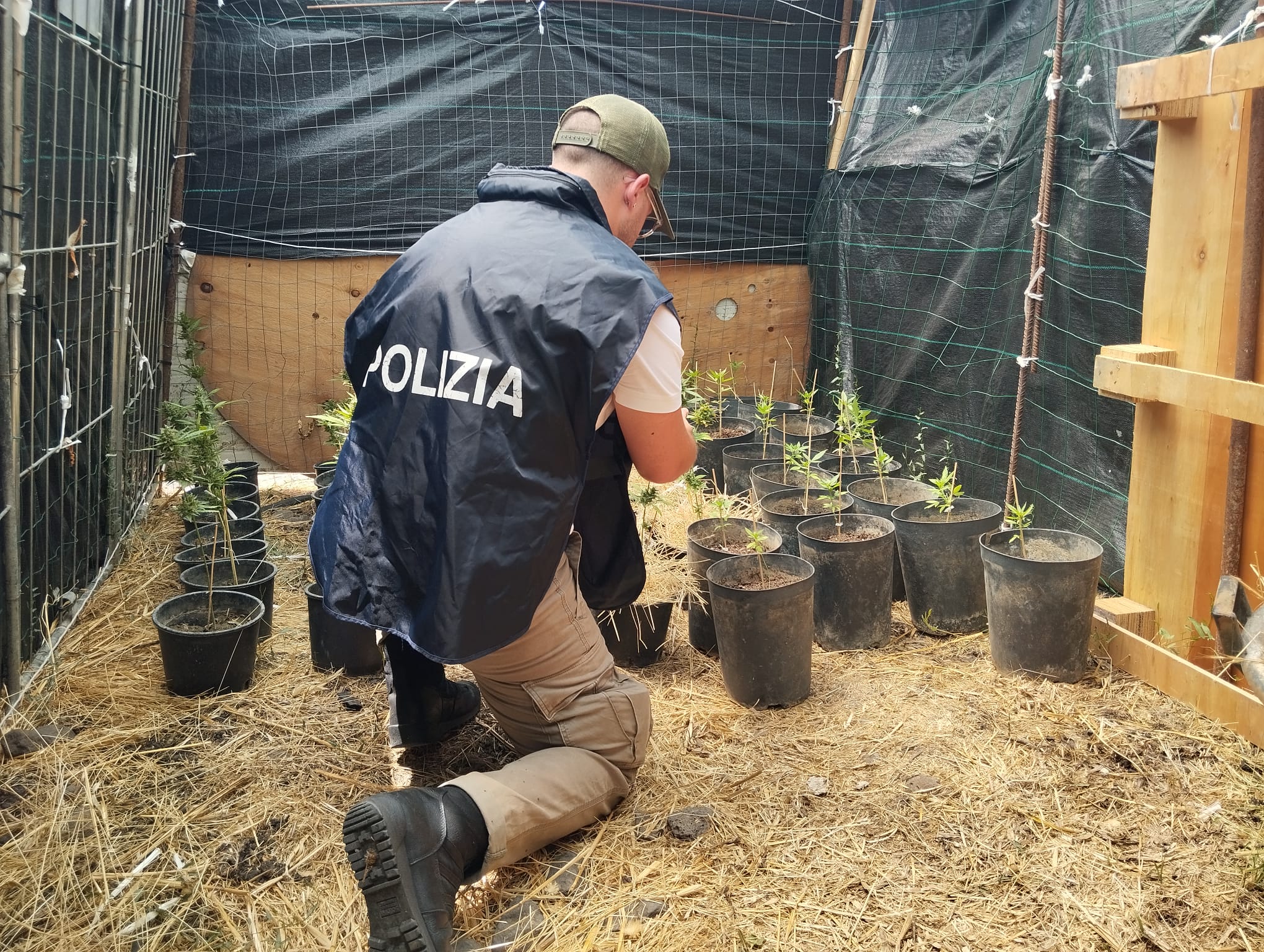 Lentini, sequestrate 51 piante di marijuana “skunk”:&hellip;