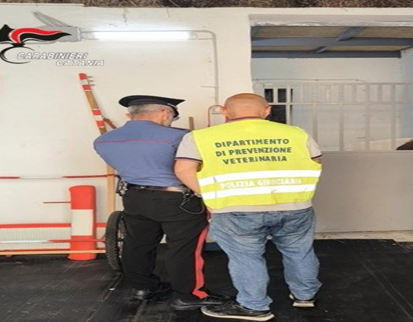 Catania, stretta sulle stalle irregolari: sequestri e&hellip;