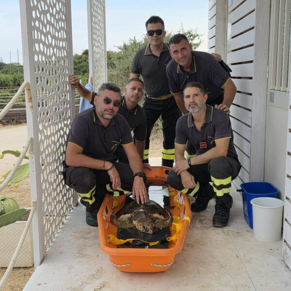 Siracusa, salvata una tartaruga Caretta caretta in&hellip;