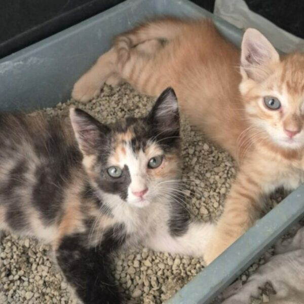 Quattro piccoli cuori cercano una casa. Non&hellip;