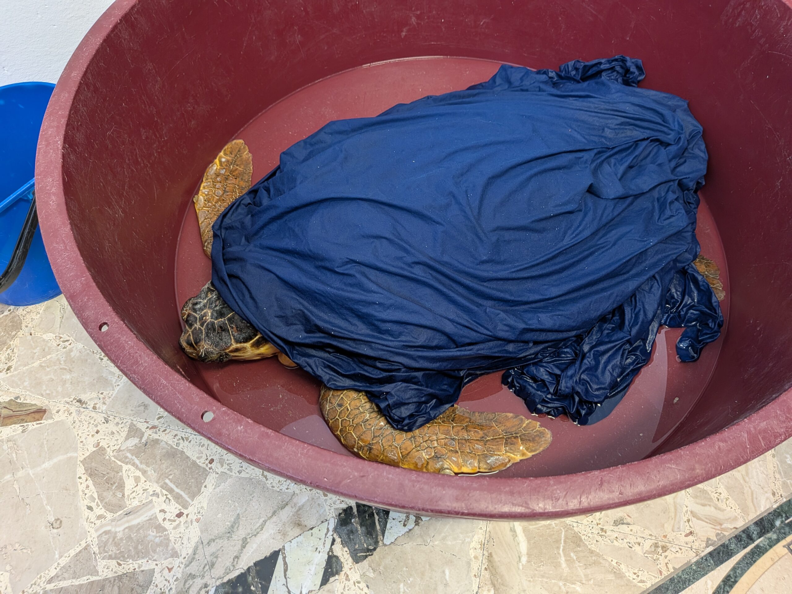 Pantelleria, dal recupero di una Caretta caretta&hellip;