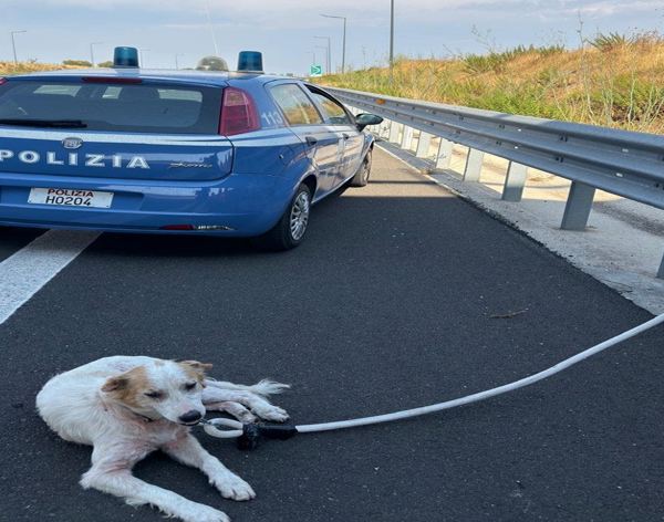 La Polizia di Stato salva un cane&hellip;