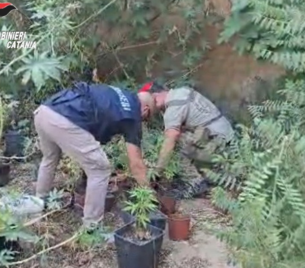 Palagonia, venticinque piantine di cannabis sotto un&hellip;