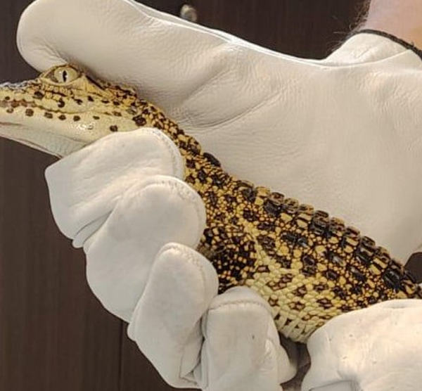 Coccodrilli cubani, marijuana e una pistola con&hellip;