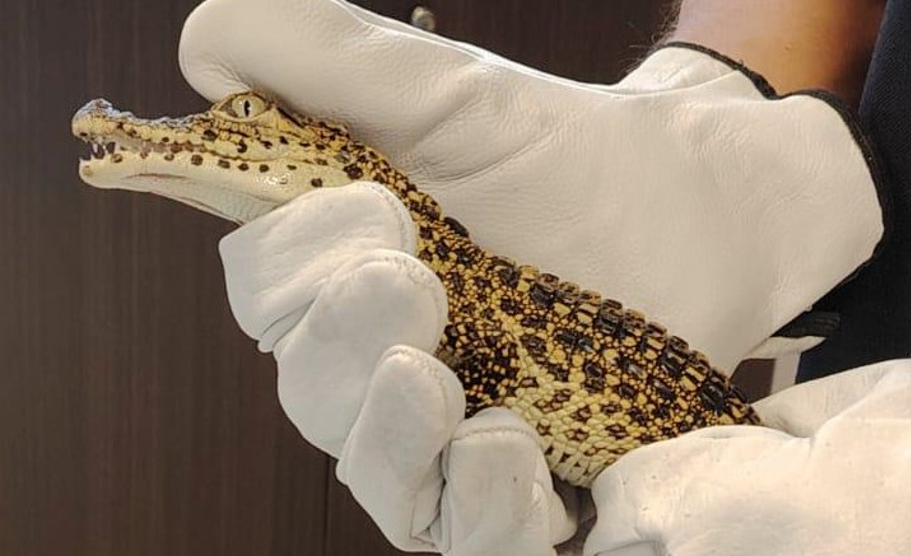 Coccodrilli cubani, marijuana e una pistola con&hellip;
