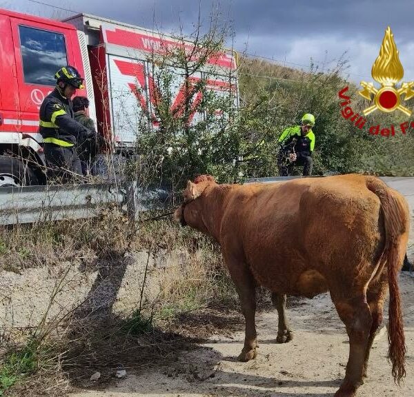 Finisce in una buca e resta intrappolata:&hellip;