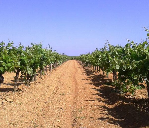 Fondi negati alla viticoltura, Marsala attacca la&hellip;