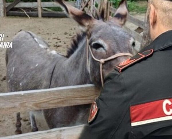 Randazzo, scoperte irregolarità in un’azienda agricola