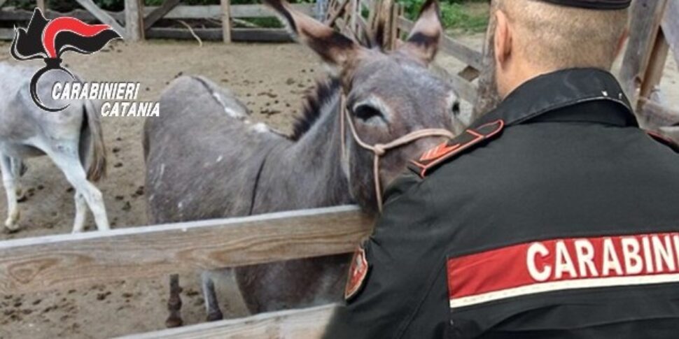 Randazzo, scoperte irregolarità in un’azienda agricola