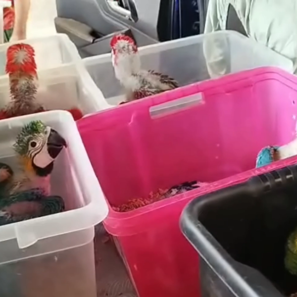 Pozzallo, fermato traffico illecito di animali: sequestrate&hellip;