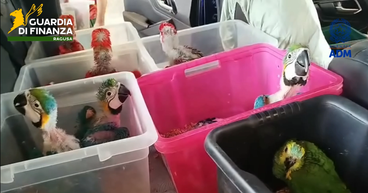 Pozzallo, fermato traffico illecito di animali: sequestrate&hellip;