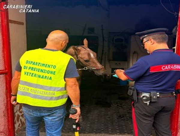 Corse clandestine di cavalli a Catania: scoperta&hellip;
