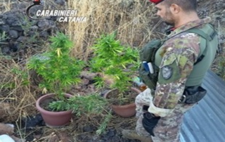 Coltivava marijuana in Contrada Cipollazzo: 56enne di Bronte denunciato dai Carabinieri