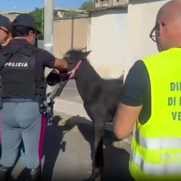 Stalla abusiva sulla strada al Villaggio Sant’Agata,&hellip;