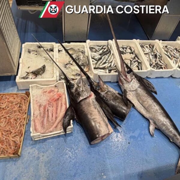 Manca la tracciabilità del pescato: la Guardia&hellip;